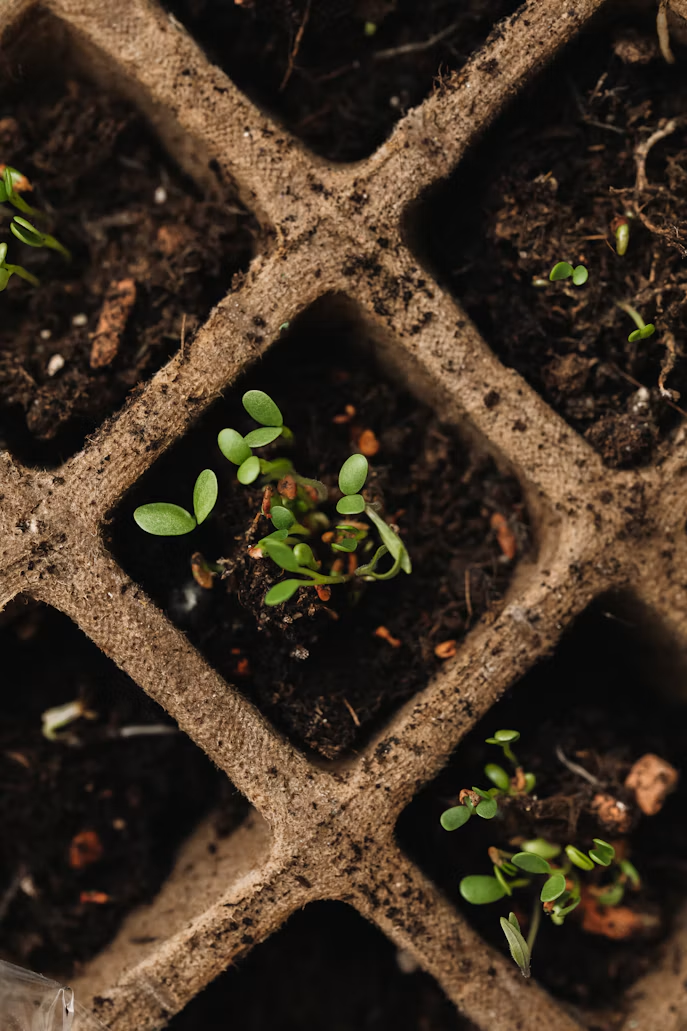 Young seedlings growing in a biodegradable nursery tray