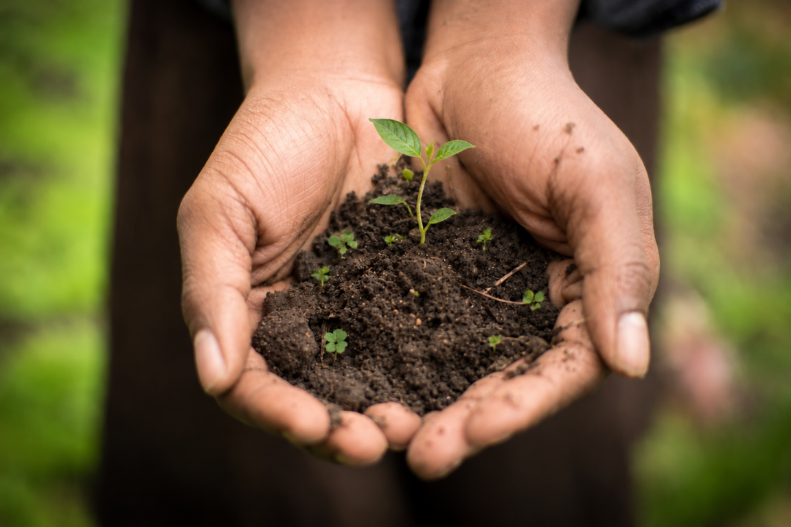 Hands holding soil and a young seedling