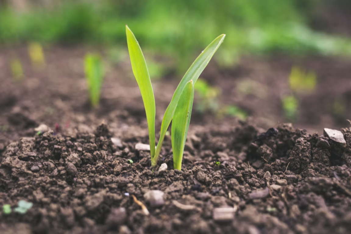 Young green seedling growing in healthy soil